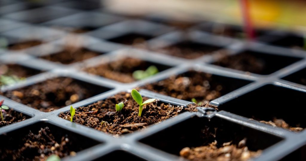 Shipping Container Farms: An Innovative Type Of Agriculture